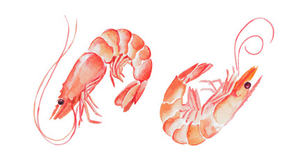 Shrimps , seafood, crustacean , watercolor , food illustrations, hand painted