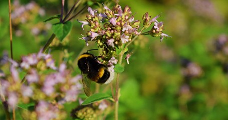 Bumblebee on a flower