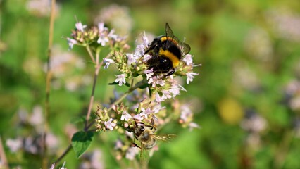 Bumblebee on a flower