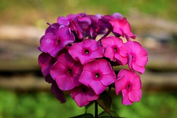 Pink phlox flower. Summer pink flower in the garden. Beuatiful flower to the summer garden