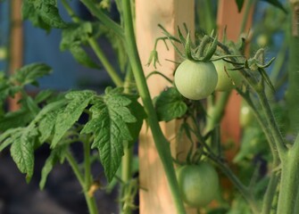 Growing tomatoes in the garden. Green tomato
