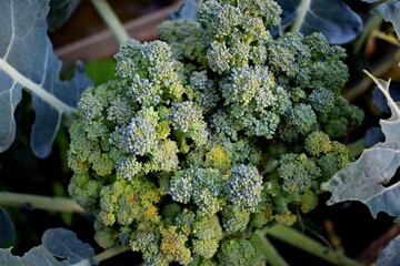 Growing broccoli in the garden