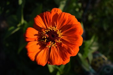 Close up of a red zinnia flower in the garden. Summer flowers in the garden. The best flower to the garden. Gardening. Beautiful summer flowers.