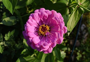 Close up of a pink zinnia flower in the garden. Summer flowers in the garden. The best flower to the garden. Gardening. Beautiful summer flowers.