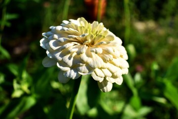 Close up of a white zinnia flower in the garden. Summer flowers in the garden. The best flower to the garden. Gardening. Beautiful summer flowers.
