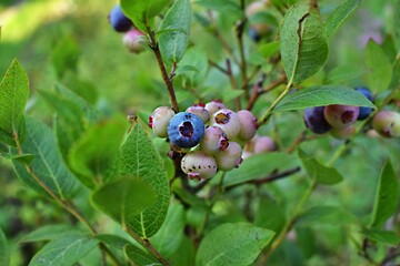 Blueberry cultivation. Blueberry fruits on the branch. Blueberry ripening