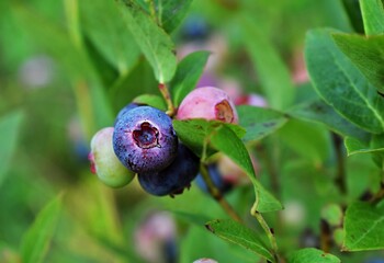 Blueberry cultivation. Blueberry fruits on the branch. Blueberry ripening