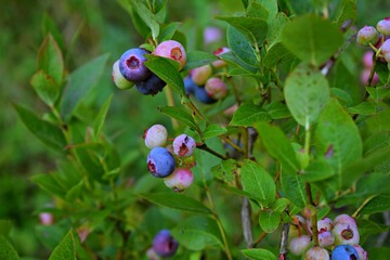 Blueberry cultivation. Blueberry fruits on the branch. Blueberry ripening