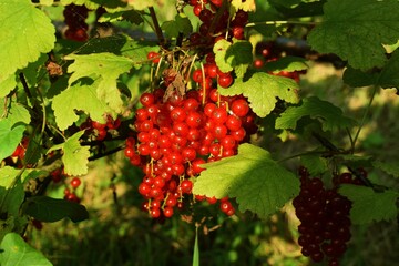 Red currant fruits. Growing red currant