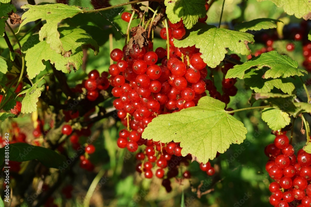 Wall mural red currant fruits. growing red currant