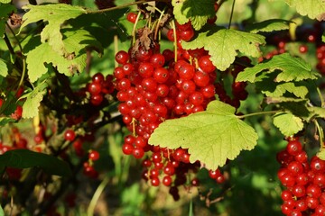 Red currant fruits. Growing red currant