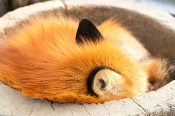 Close-up head and ear of sleeping fluffy fox