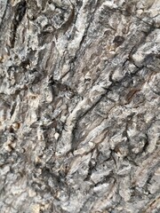 Tree bark texture in nature, brown and abstract pattern on old textured trunk surface