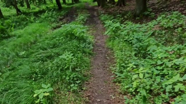 Mountainbiken im Wald, Fahrradfahren, Fahradtour, Natur, B&auml;ume, Gesundheit, Sport, E-Bike, MTB, Gravelbike