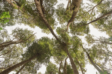 Arboles, hojas, bosque vista desde abajo