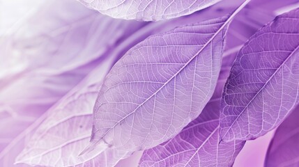 Obraz premium Delicate Purple Leaf Veins