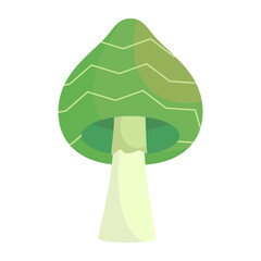 Mushrooms Poisonous and edible mushrooms isolated vector illustration