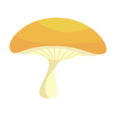 Mushrooms Poisonous and edible mushrooms isolated vector illustration