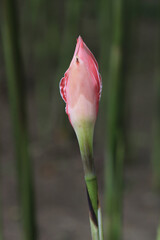 tulip on a green background