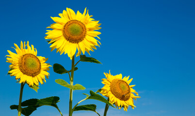 sunflower over cloudy blue sky