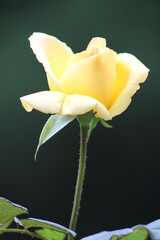 yellow flower on black