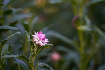 Isolated pink strawflower blooming in an outdoor garden space. Copy space.