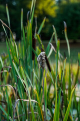 Cattails along a pond in a rural location.
