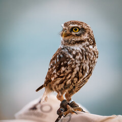 Little owl (Athene noctua)