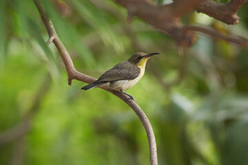 Purple Sunbird Male Female Bird on plant
