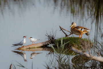 Little Tern (Sternula albifrons) with a duck 