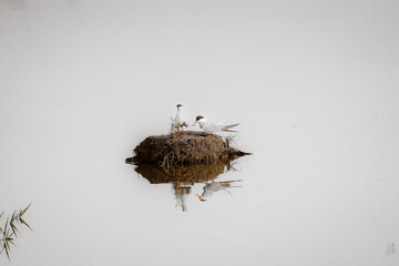 Little Tern (Sternula albifrons) eating in the nest