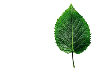 A vibrant green leaf with detailed veins on white. Nature's perfect design showcased in high-res clarity.