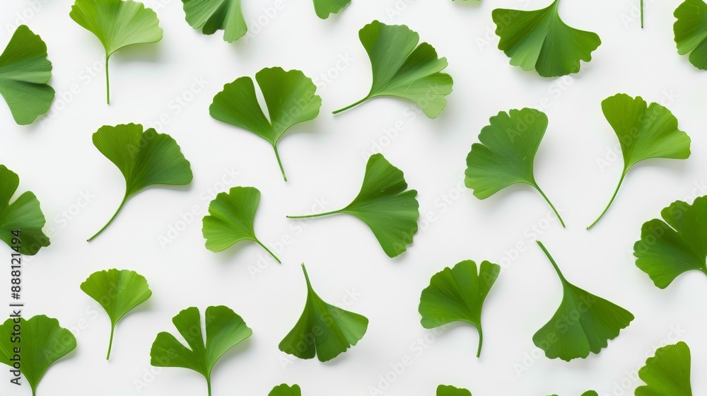 Poster overhead view of ginkgo biloba leaves arranged in a pattern on a white background, highlighting thei