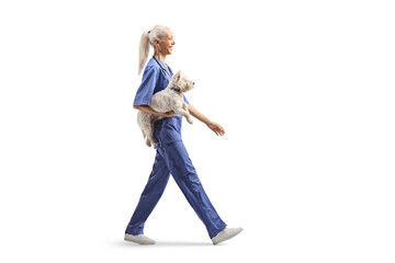 Naklejka premium Female veterinarian carrying a westie terrier dog and walking