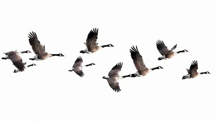 Fototapeta premium A crisp and detailed graphic of geese in flight, perfect for design projects.