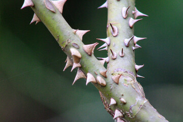 thorns