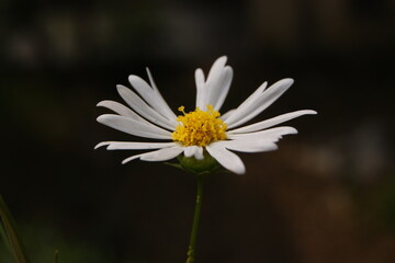 white and yellow Daisy flower against black background
