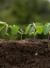 Young soybean plants with roots in the soil