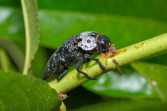 Flat headed Root Borer feeding on bark, Capnodis tenebrionis