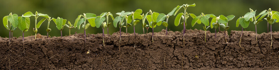 Fresh green soybean plants with roots