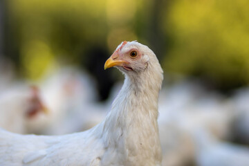 White chickens in a fence blurred background
