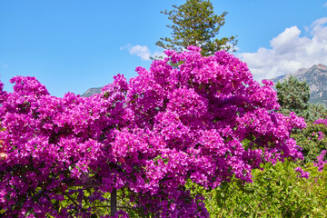 Pinke Drillingsblume blüht im Sommer auf Mallorca