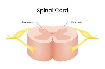 Spinal Cord Design Vector Illustration