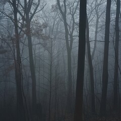 Obraz premium Wide shot of a forest with fog.