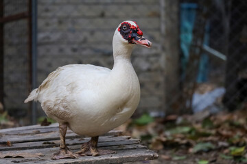 The white mandarin duck is stand up in garden