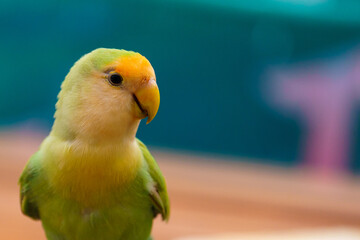 yellow and green parrot