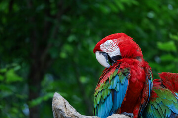Close up head the red macaw parrot bird is sleep in nature garden