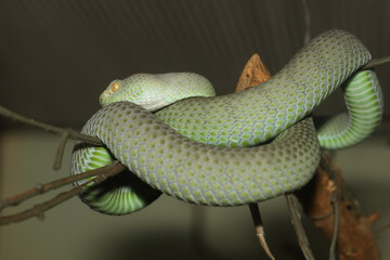 The snake (green pit viper) is rest on the stick tree