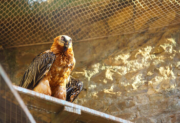 Quebrantahuesos (Gypaetus barbatus)