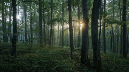 Naklejka premium Wide view of a forest at dawn. 